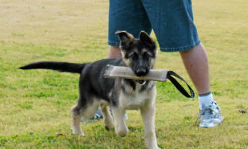 Tyson will grow up to be a law enforcement dog. Photo: Shannon Newley Tyson will grow up to be a law enforcement dog. Photo: Shannon Newley